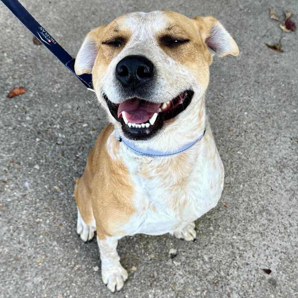 Enlarge Ed Sheeran K4, a Adoptable mixed breed in Union, MO image 1/3