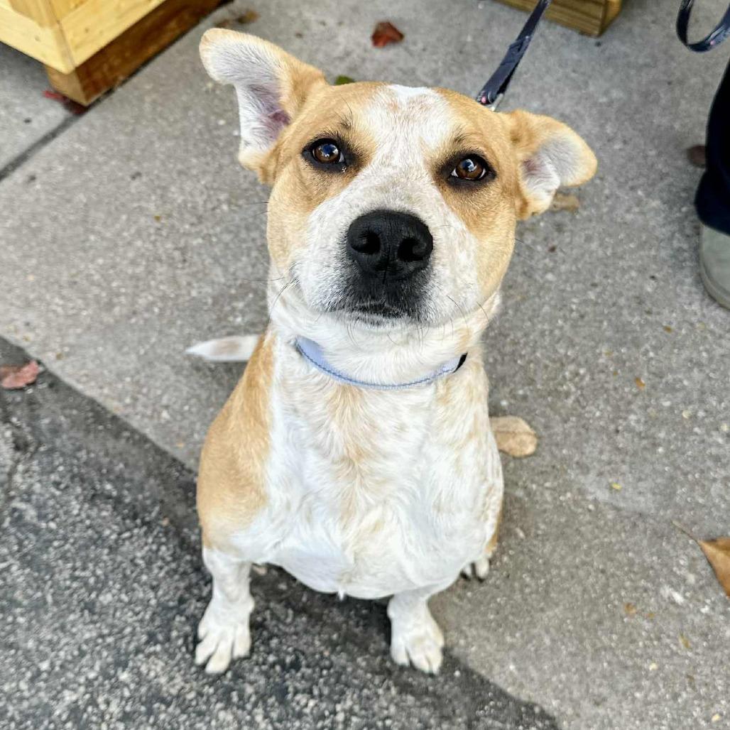 Enlarge Ed Sheeran K4, a Adoptable mixed breed in Union, MO image 3/3