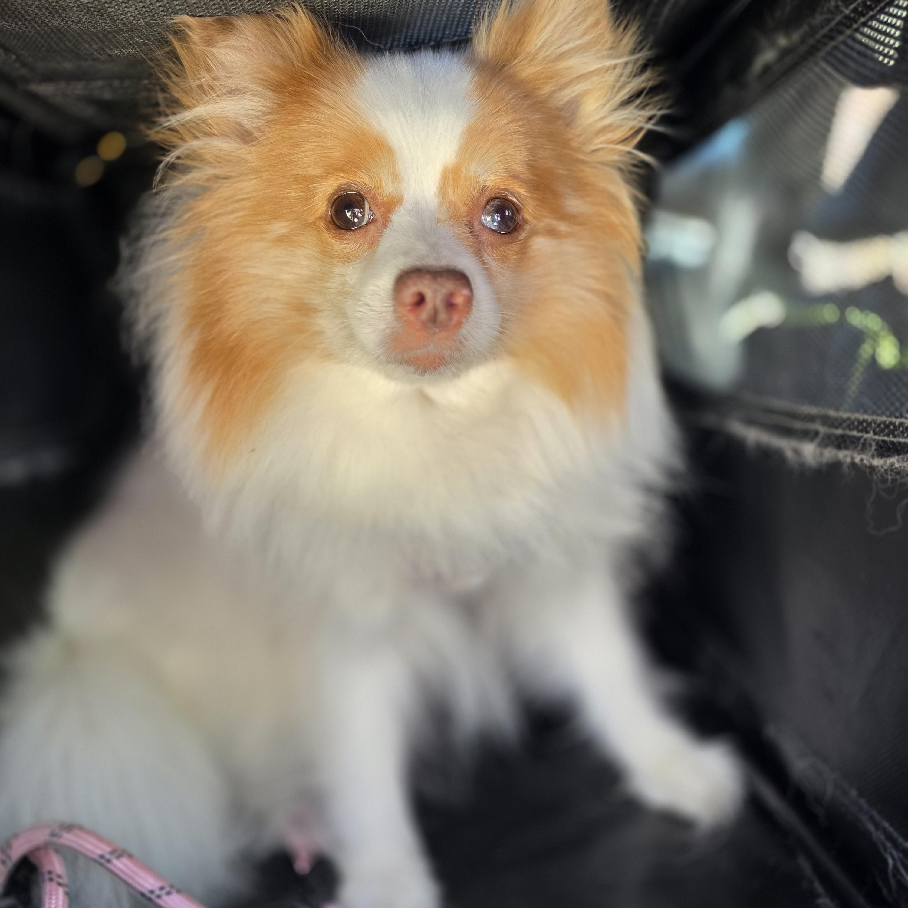 Enlarge Pixie Jane , a ADOPTABLE Pomeranian in Clovis, CA image 4/4