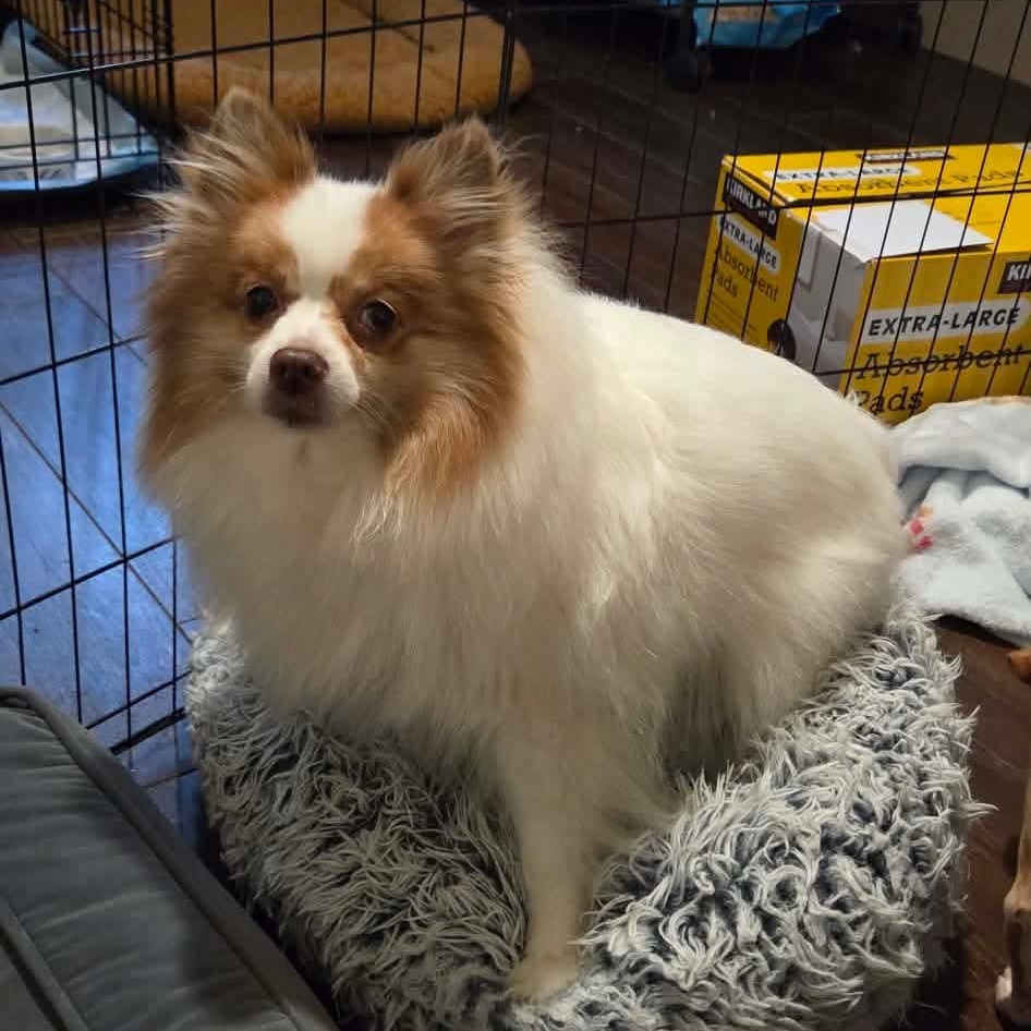 Enlarge Pixie Jane , a ADOPTABLE Pomeranian in Clovis, CA image 2/4