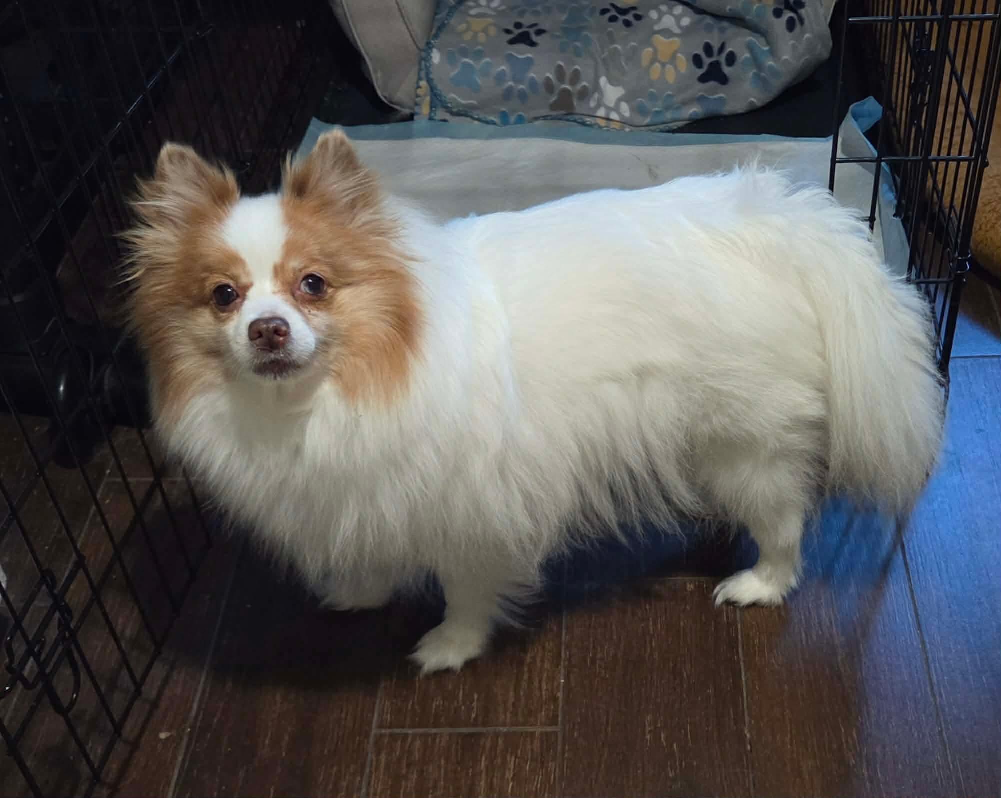 Enlarge Pixie Jane , a ADOPTABLE Pomeranian in Clovis, CA image 3/4