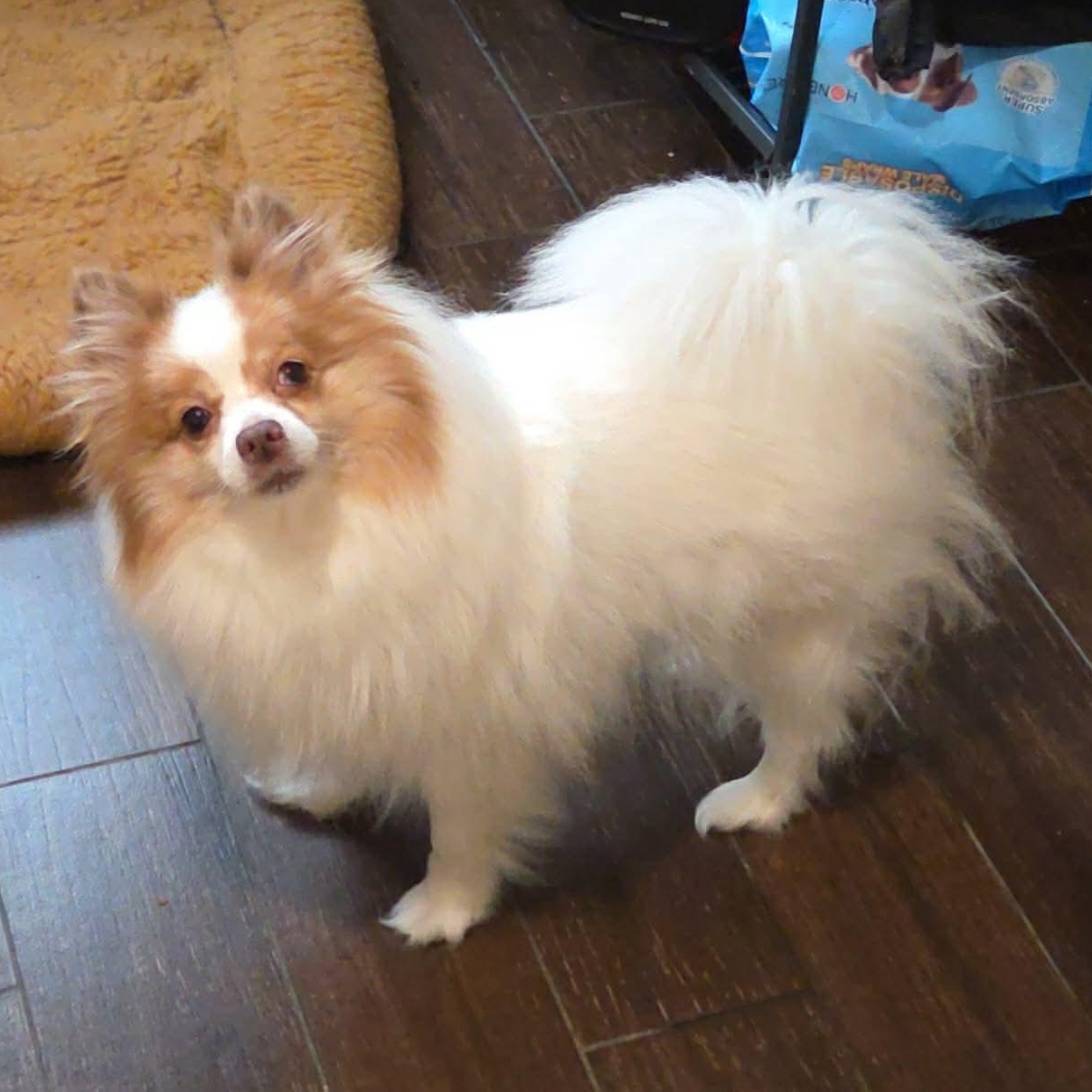 Enlarge Pixie Jane , a ADOPTABLE Pomeranian in Clovis, CA image 1/4