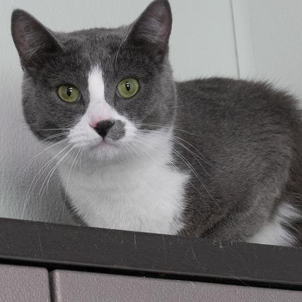 Marseille, Adoptable, Adult Male Domestic Short Hair.