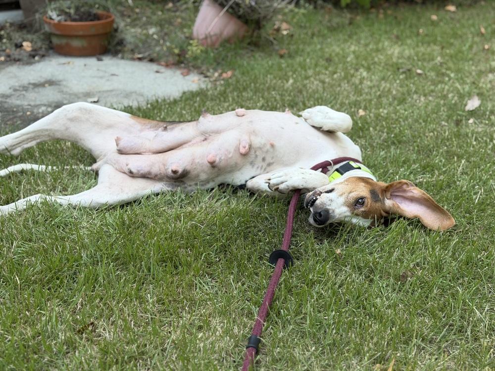 August, Adoptable, Adult Female Treeing Walker Coonhound.