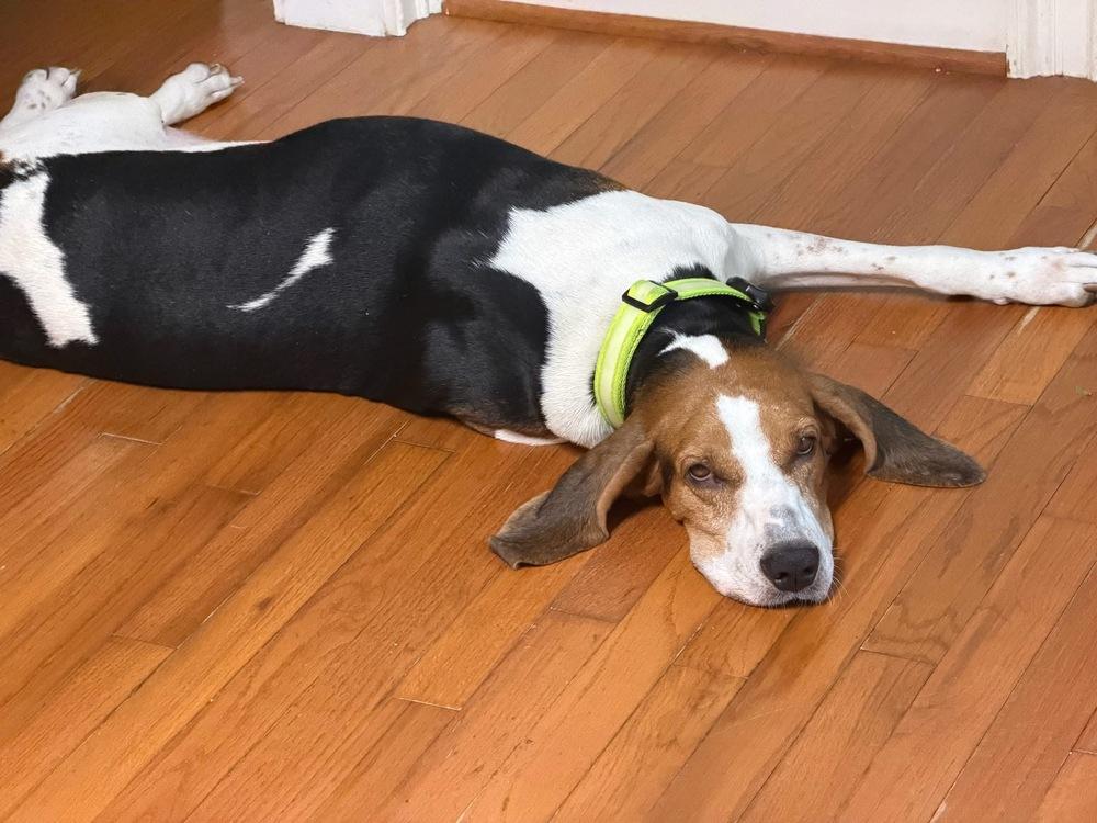 Enlarge August, a Adoptable mixed breed in Charleston, SC image 2/6