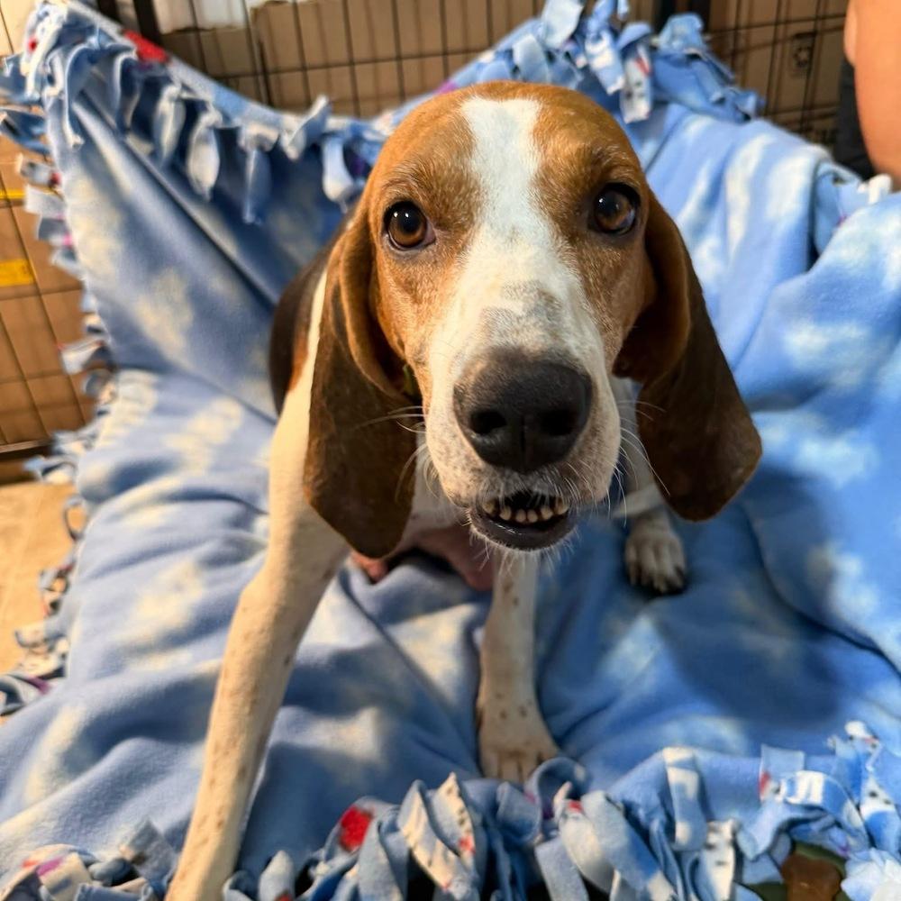 Enlarge August, a Adoptable mixed breed in Charleston, SC image 5/6