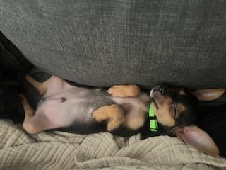 Vance (Foster to Adopt)