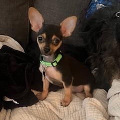 Vance (Foster to Adopt)