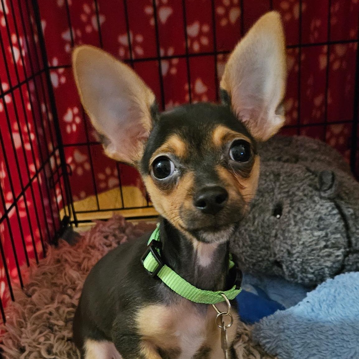Vance (Foster to Adopt)