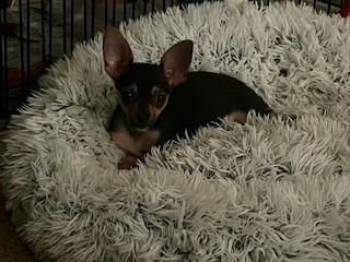 Vance (Foster to Adopt)