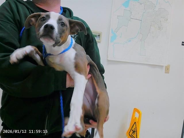 Enlarge JOURNEY, a Adoptable mixed breed in Oroville, CA image 1/1