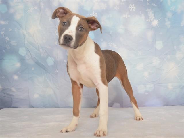 JOURNEY, Adoptable, Puppy Female Pit Bull Terrier & Mixed Breed.