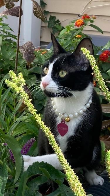 Mandy, ADOPTABLE, Kitten Female Domestic Short Hair.