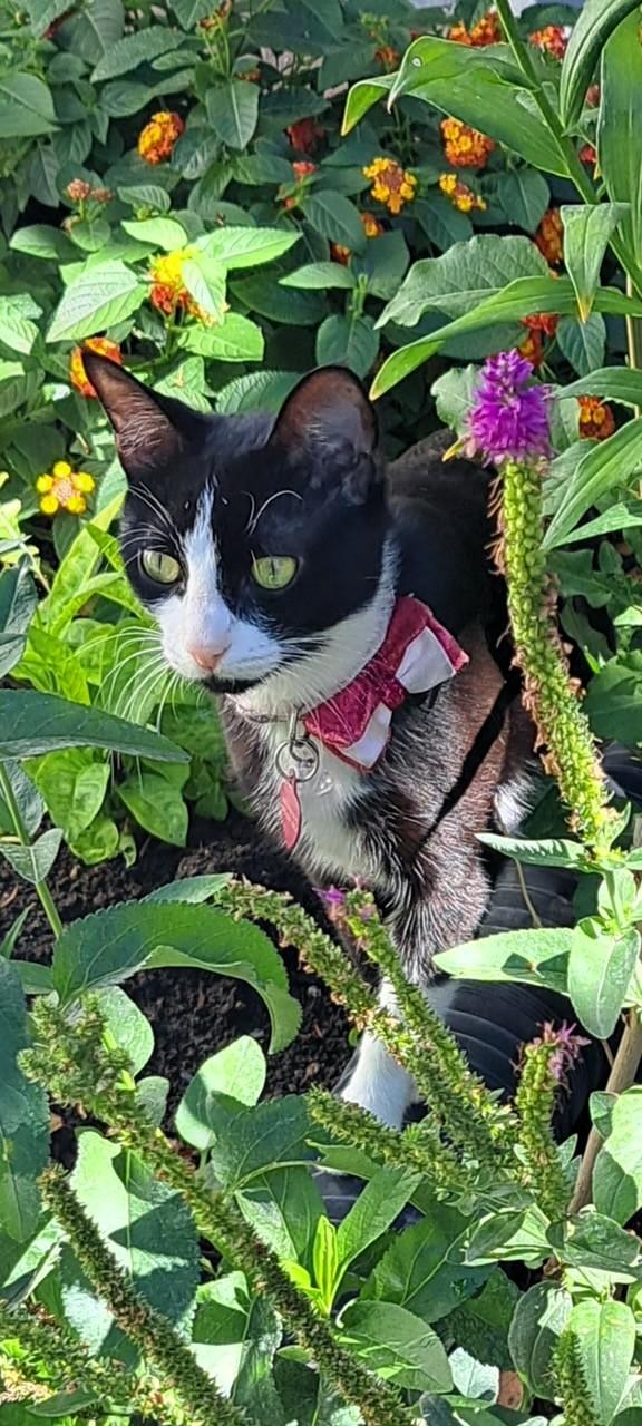 Mandy, a ADOPTABLE Domestic Short Hair in Salt Lake City, UT image 2/3