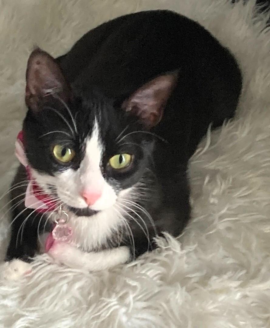 Mandy, a ADOPTABLE Domestic Short Hair in Salt Lake City, UT image 3/3