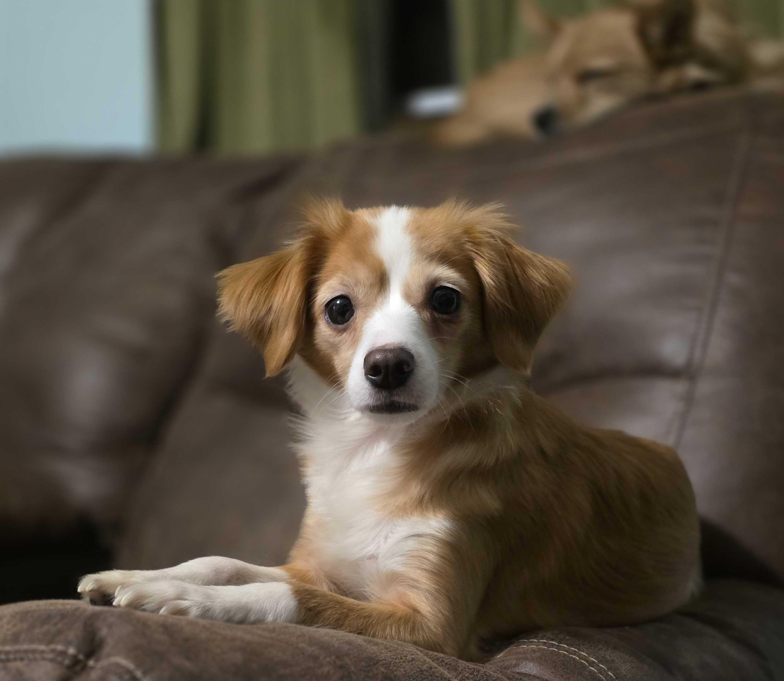 Enlarge Tita, a ADOPTABLE Mixed Breed in Cedar Rapids, IA image 6/6