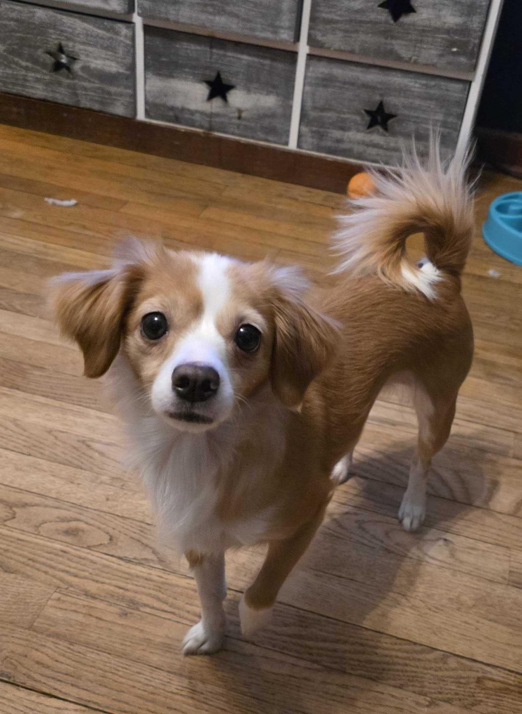 Enlarge Tita, a ADOPTABLE Mixed Breed in Cedar Rapids, IA image 5/6