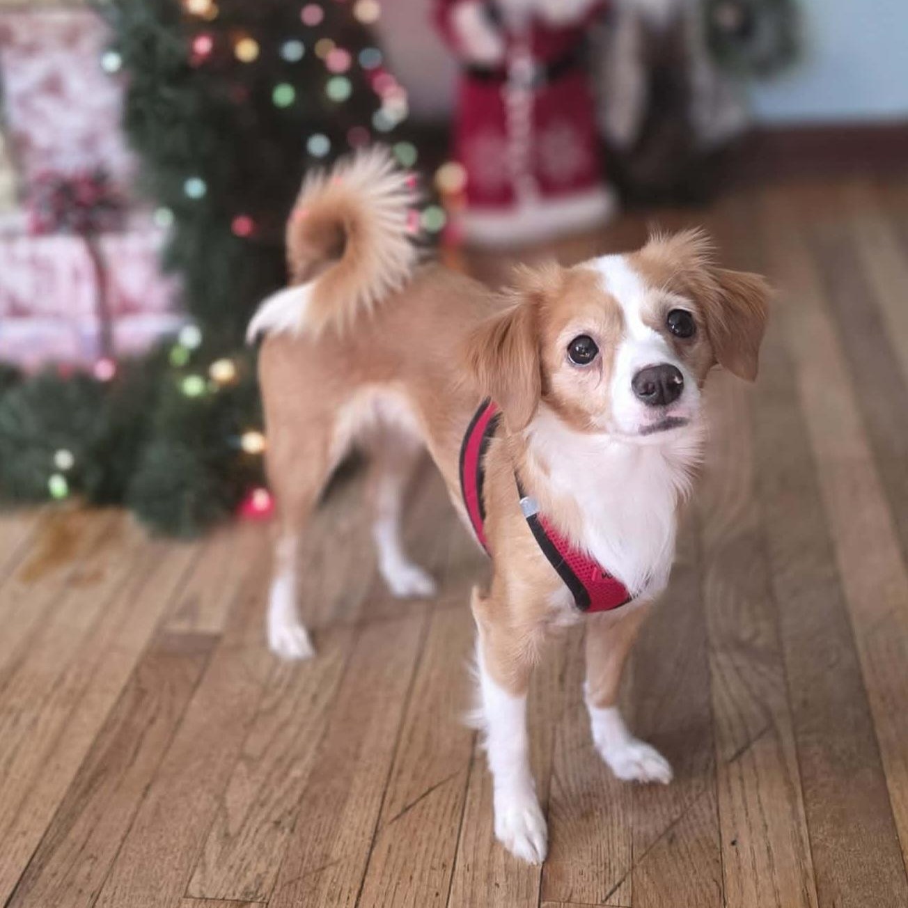 Tita, ADOPTABLE, Young Female Mixed Breed.