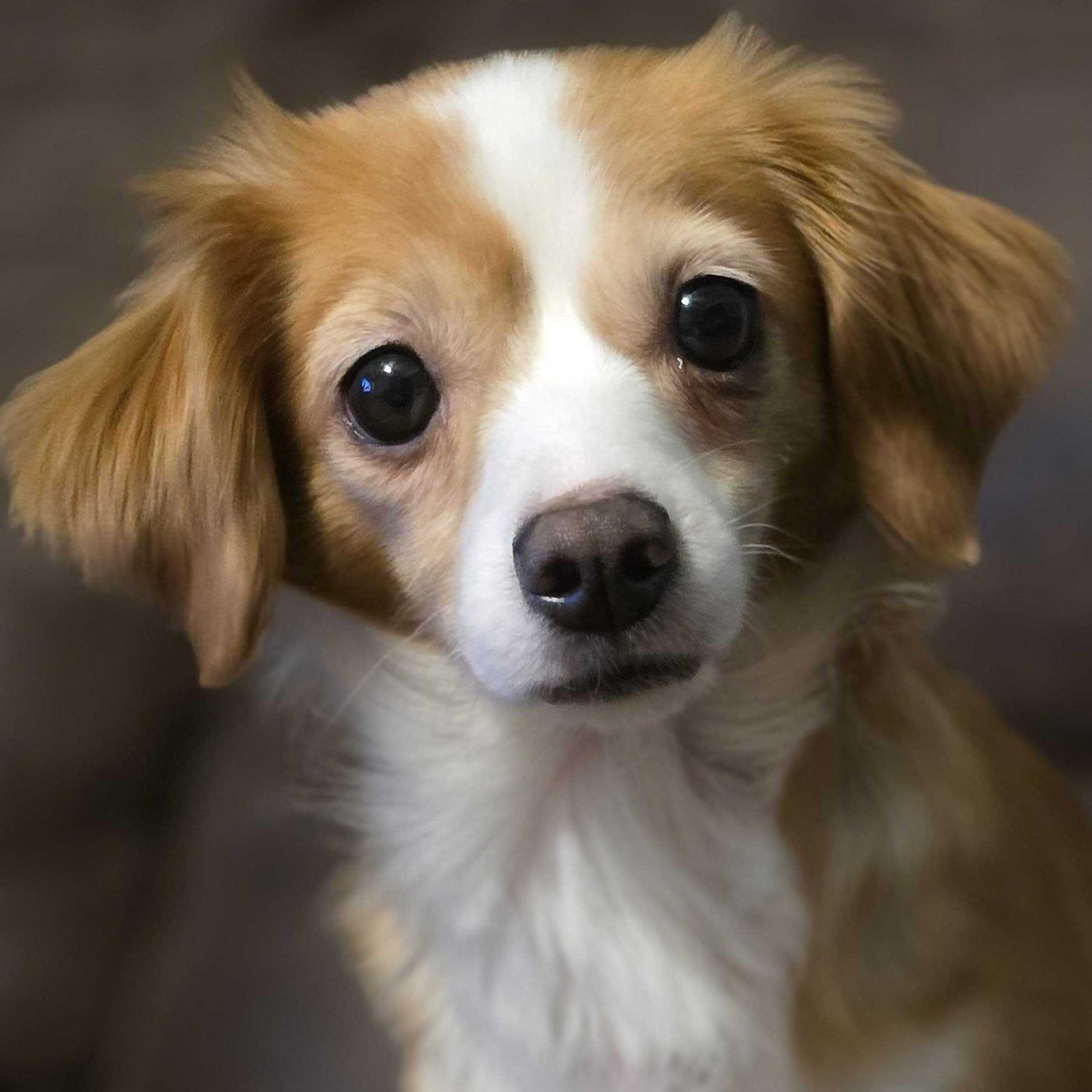 Enlarge Tita, a ADOPTABLE Mixed Breed in Cedar Rapids, IA image 1/6