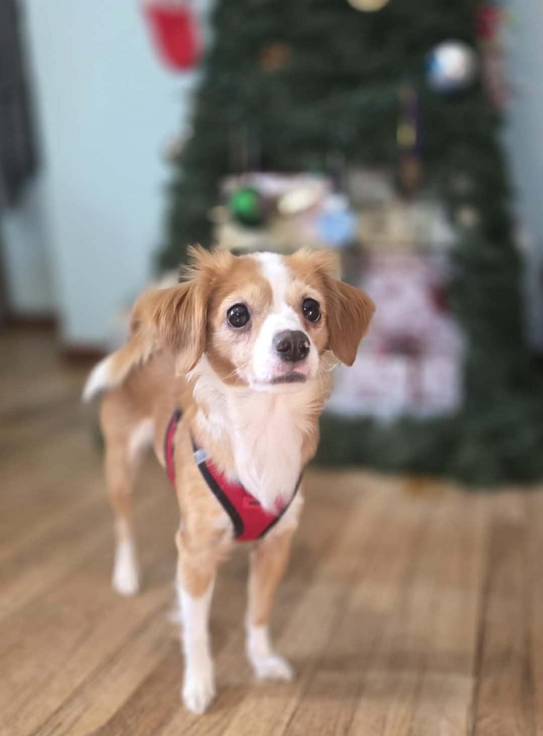 Tita, a ADOPTABLE Mixed Breed in Cedar Rapids, IA image 2/2