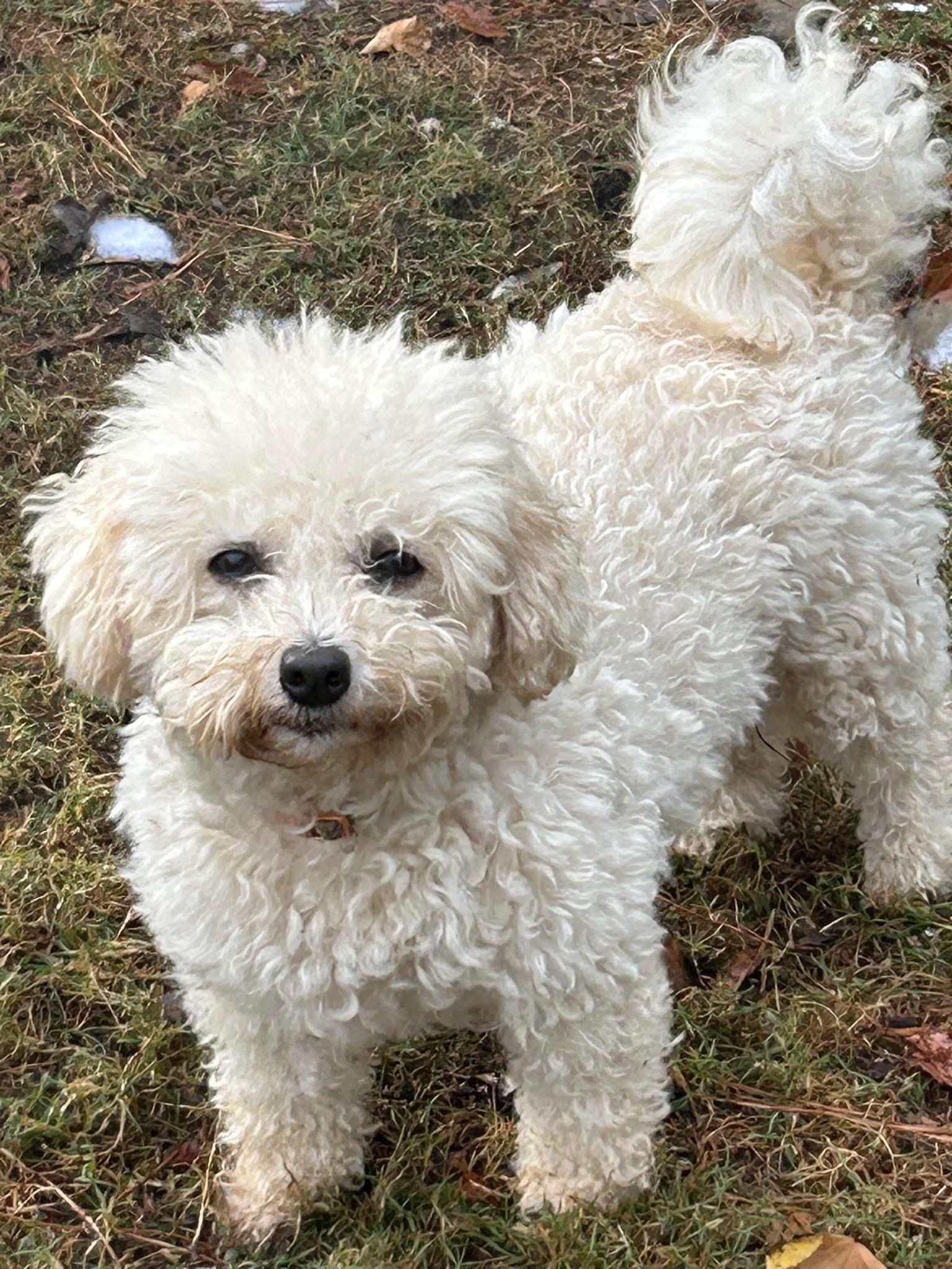 Enlarge Charmin, an adopted Bichon Frise in Anniston, AL image 1/1