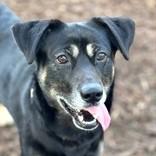 Enlarge Rhett, a ADOPTABLE Shepherd in Long Beach, WA image 3/4