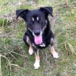 Rhett, ADOPTABLE, Young Male Shepherd.