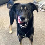 Enlarge Rhett, a ADOPTABLE Shepherd in Long Beach, WA image 4/4