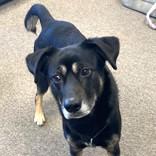 Enlarge Rhett, a ADOPTABLE Shepherd in Long Beach, WA image 2/4