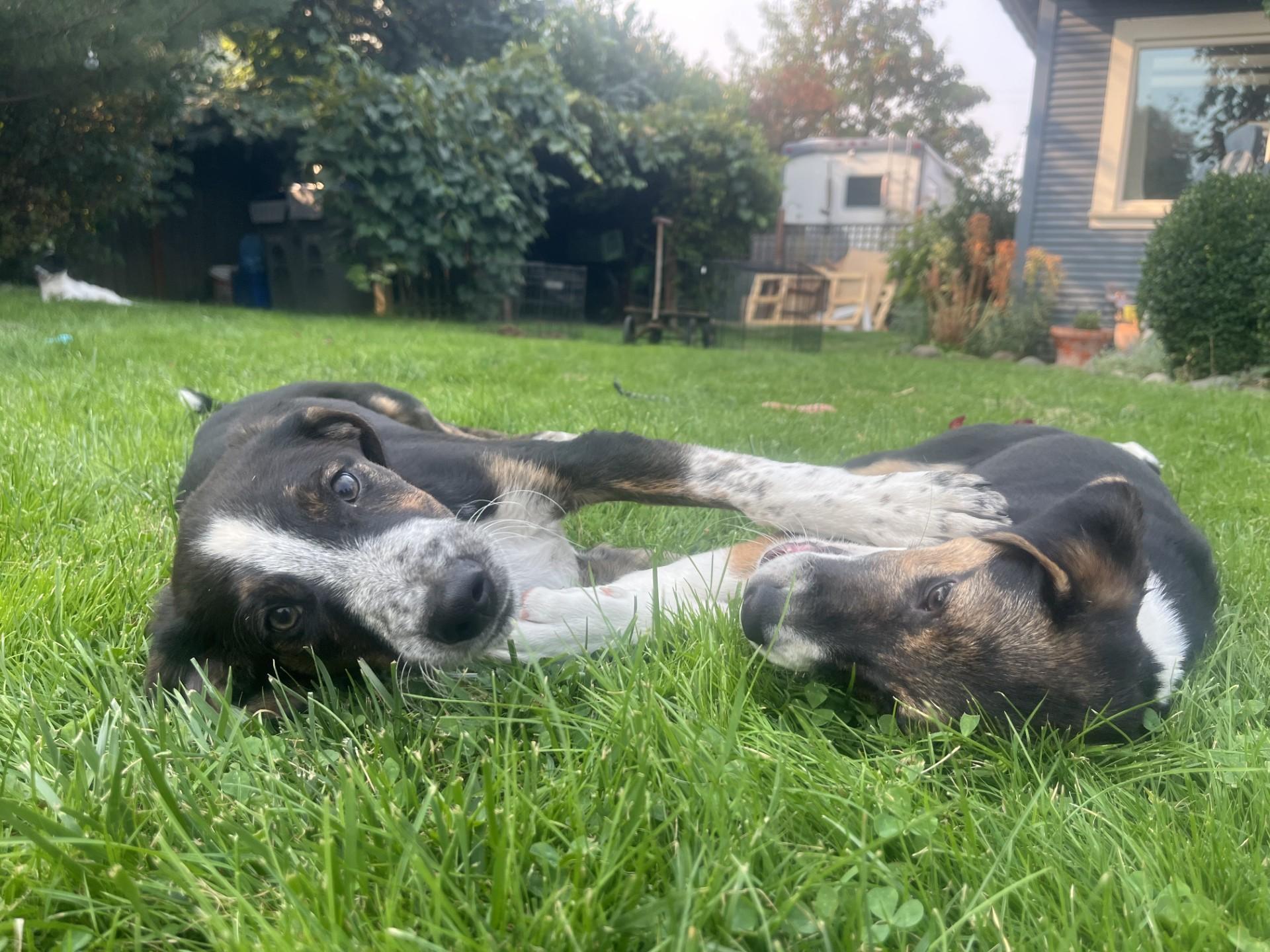 Enlarge John, an adopted mixed breed in Hood River, OR image 3/3