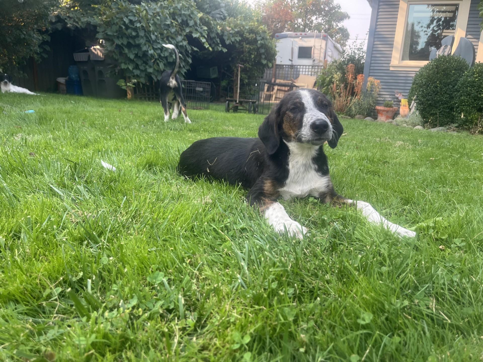 Enlarge John, an adopted mixed breed in Hood River, OR image 2/3