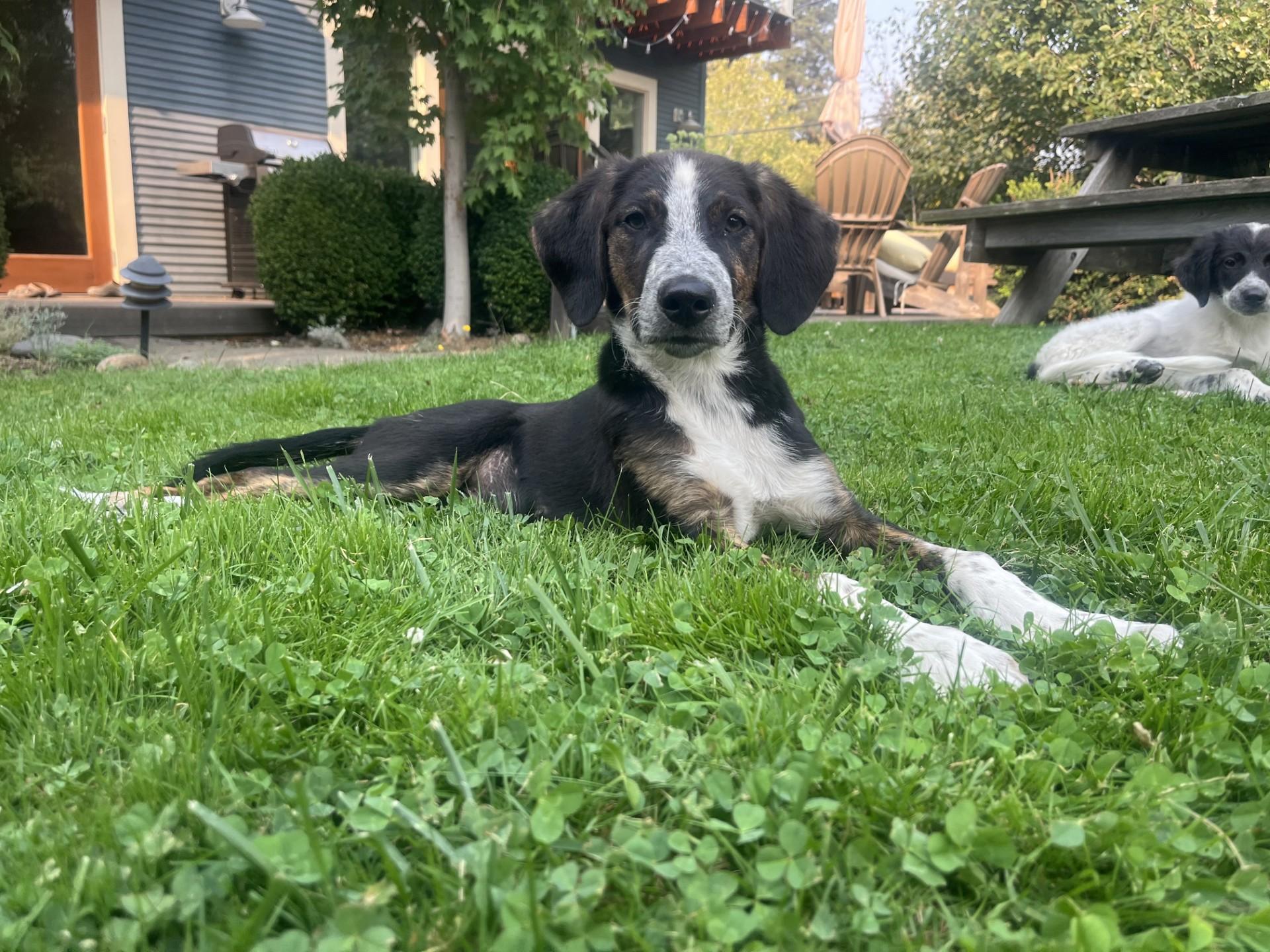 Enlarge John, an adopted mixed breed in Hood River, OR image 1/3