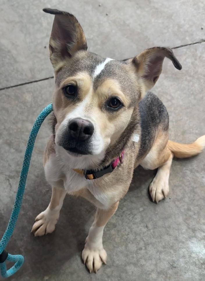 TWILIGHT, Adoptable, Adult Female Mixed Breed & Husky.