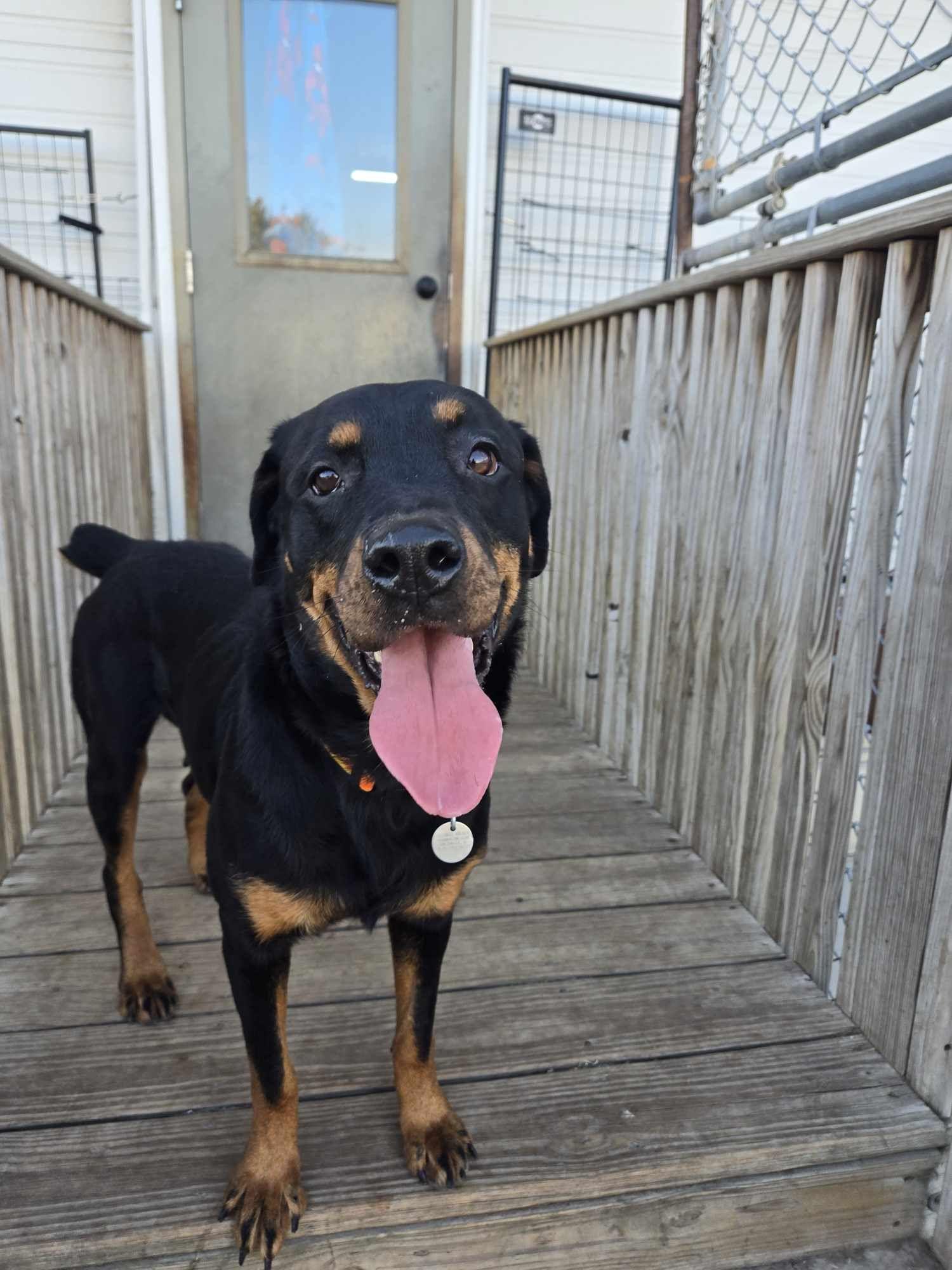 Mommas, Adoptable, Young Female Rottweiler.