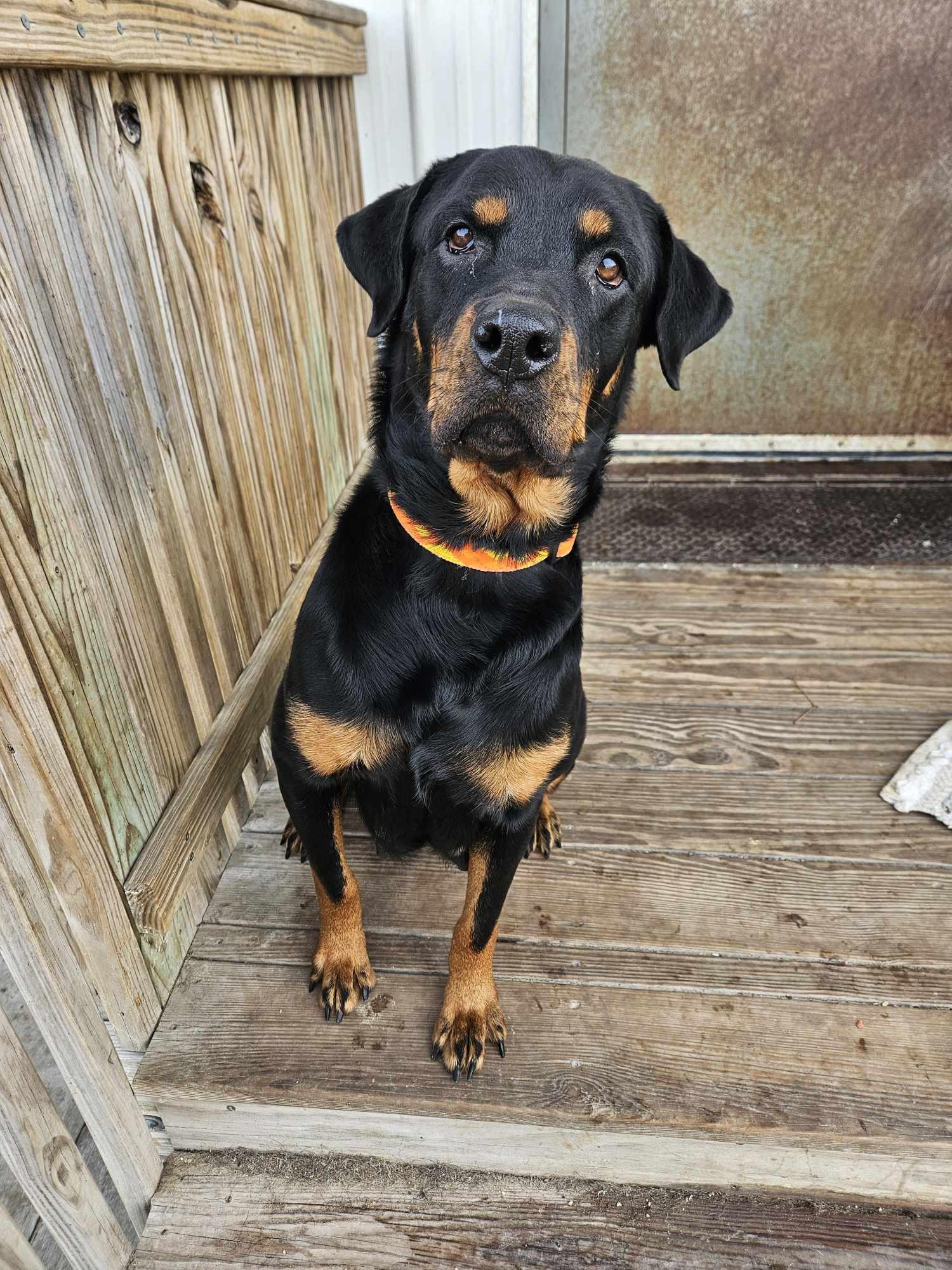 Enlarge Mommas, a Adoptable Rottweiler in La Salle, IL image 2/6