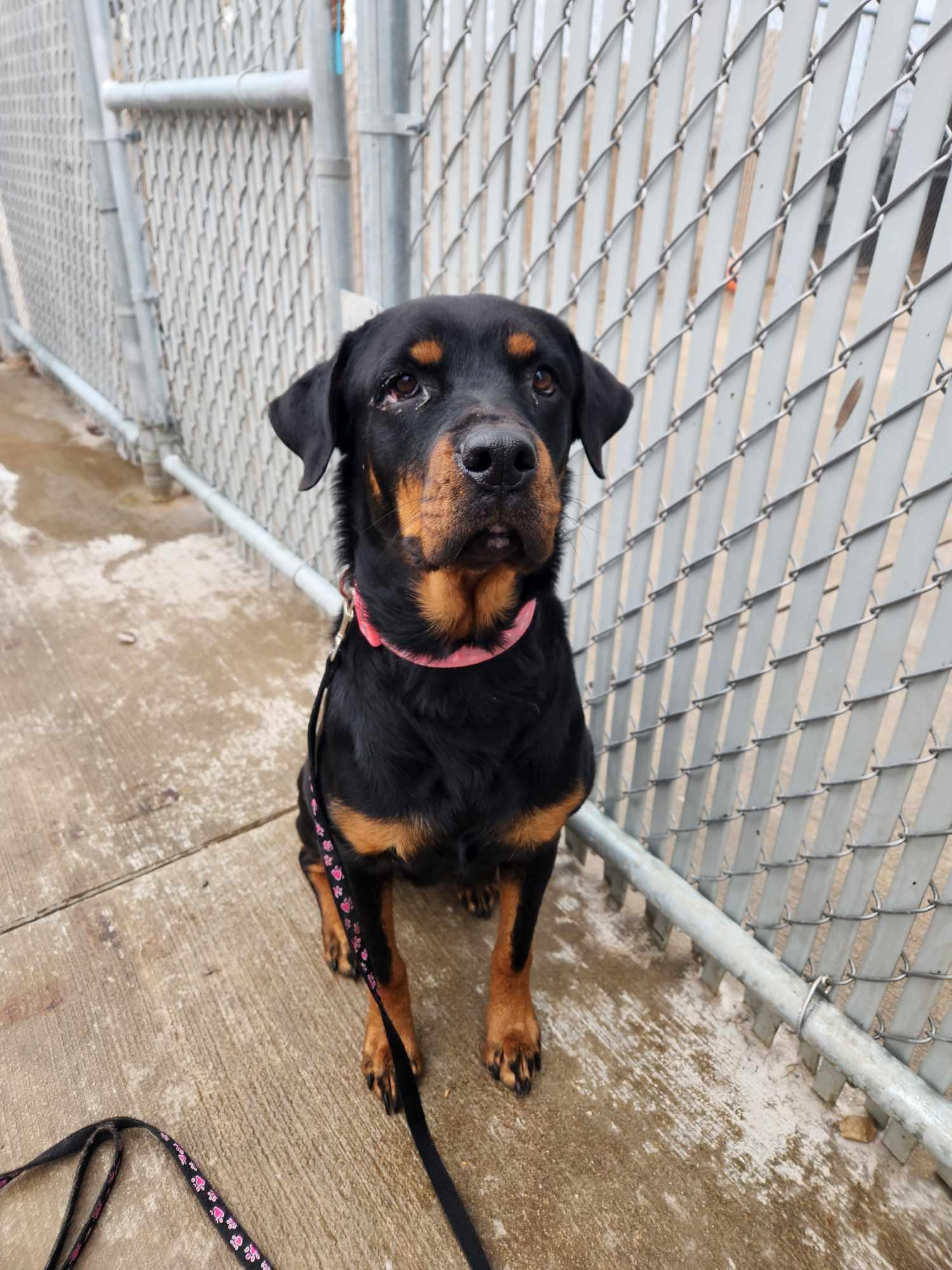 Enlarge Mommas, a Adoptable Rottweiler in La Salle, IL image 5/6