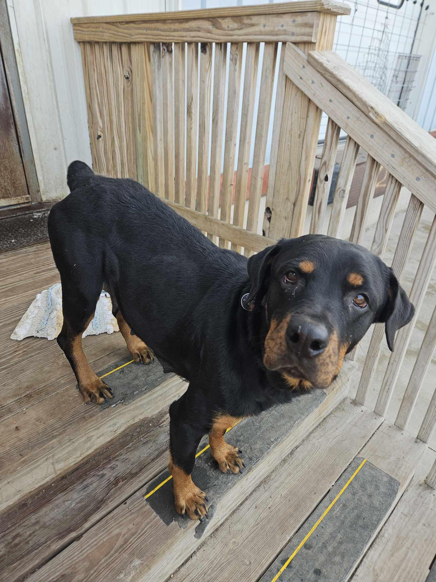 Enlarge Mommas, a Adoptable Rottweiler in La Salle, IL image 3/6