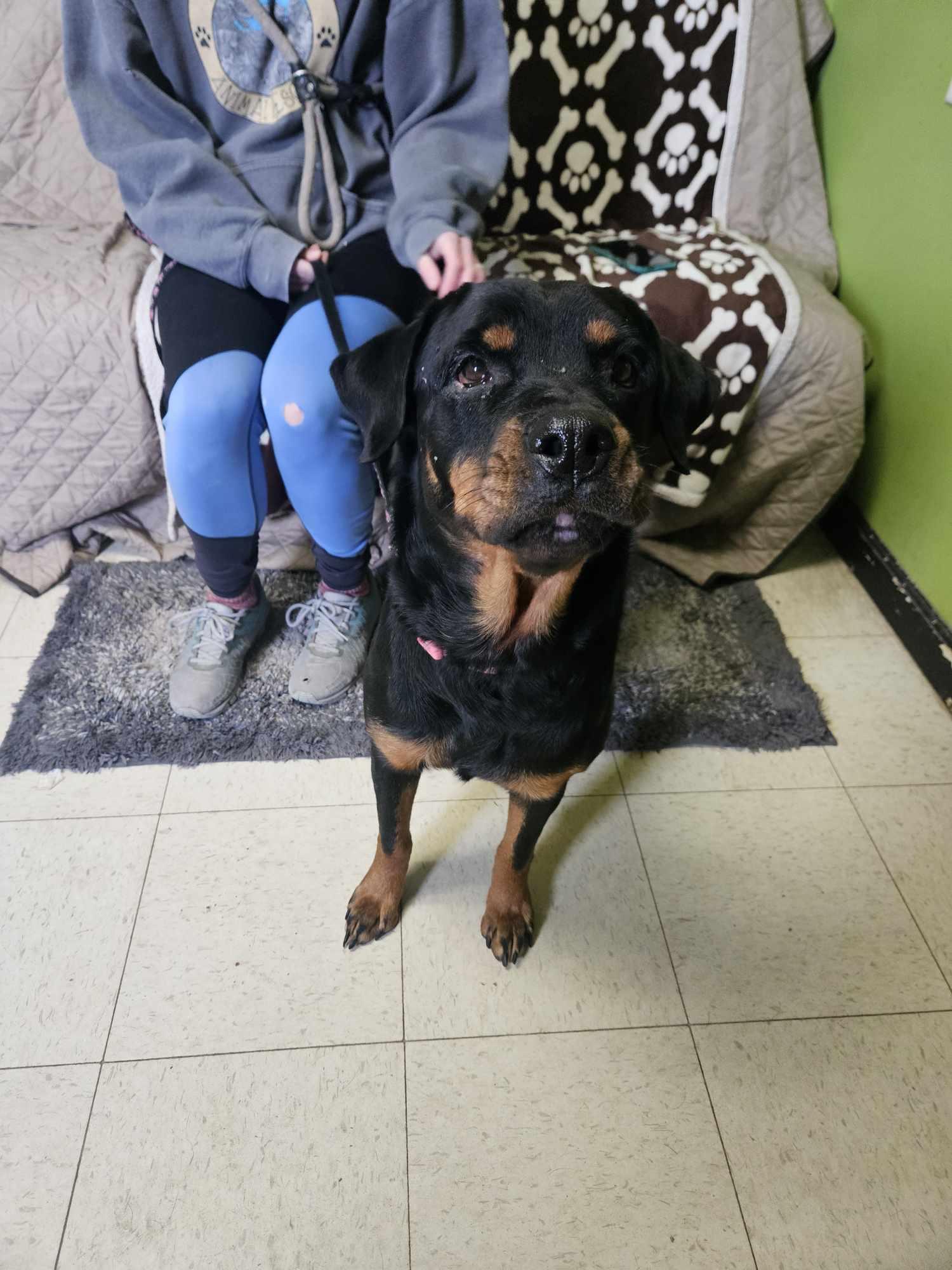 Enlarge Mommas, a Adoptable Rottweiler in La Salle, IL image 4/6