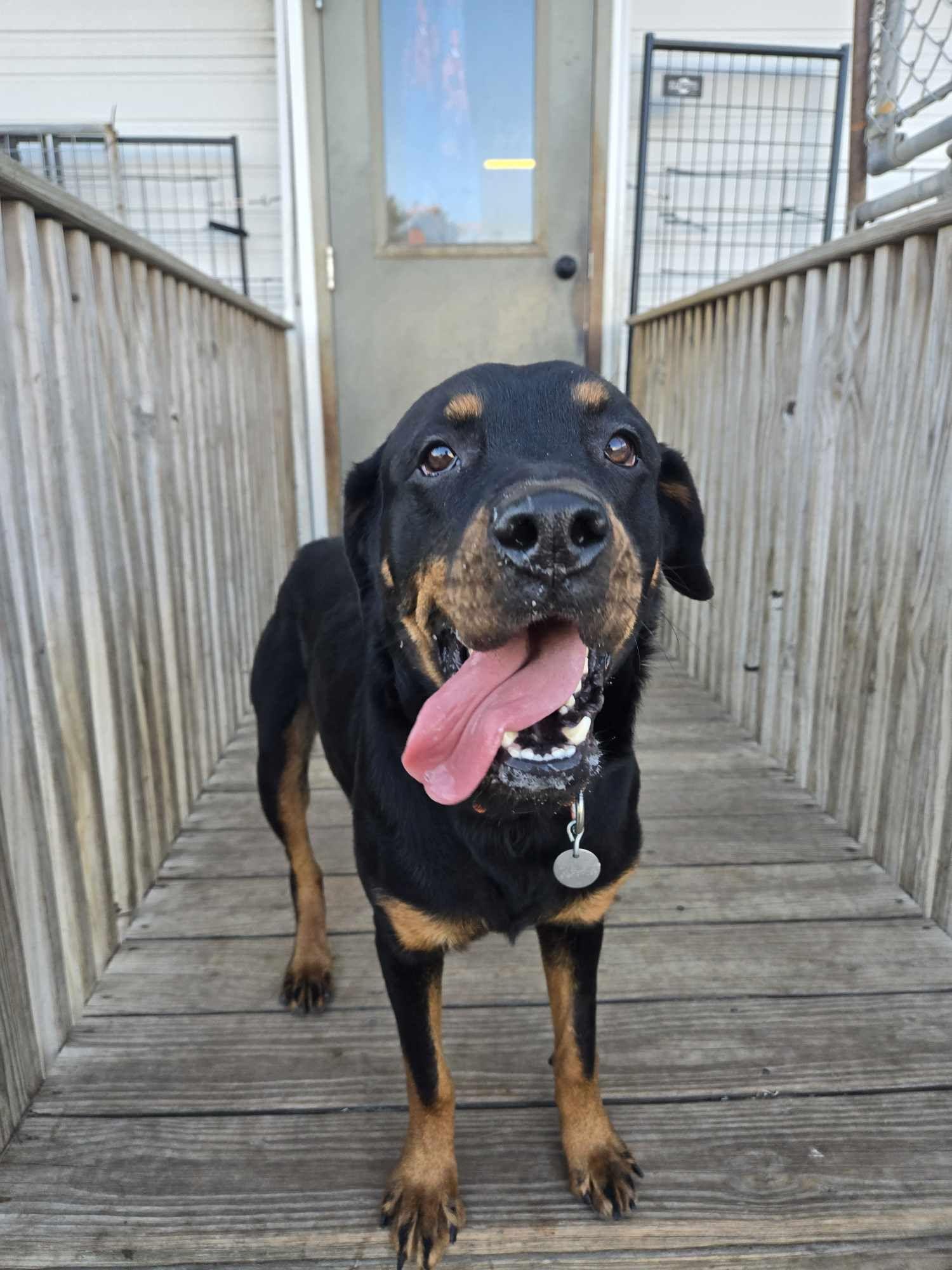 Enlarge Mommas, a Adoptable Rottweiler in La Salle, IL image 6/6