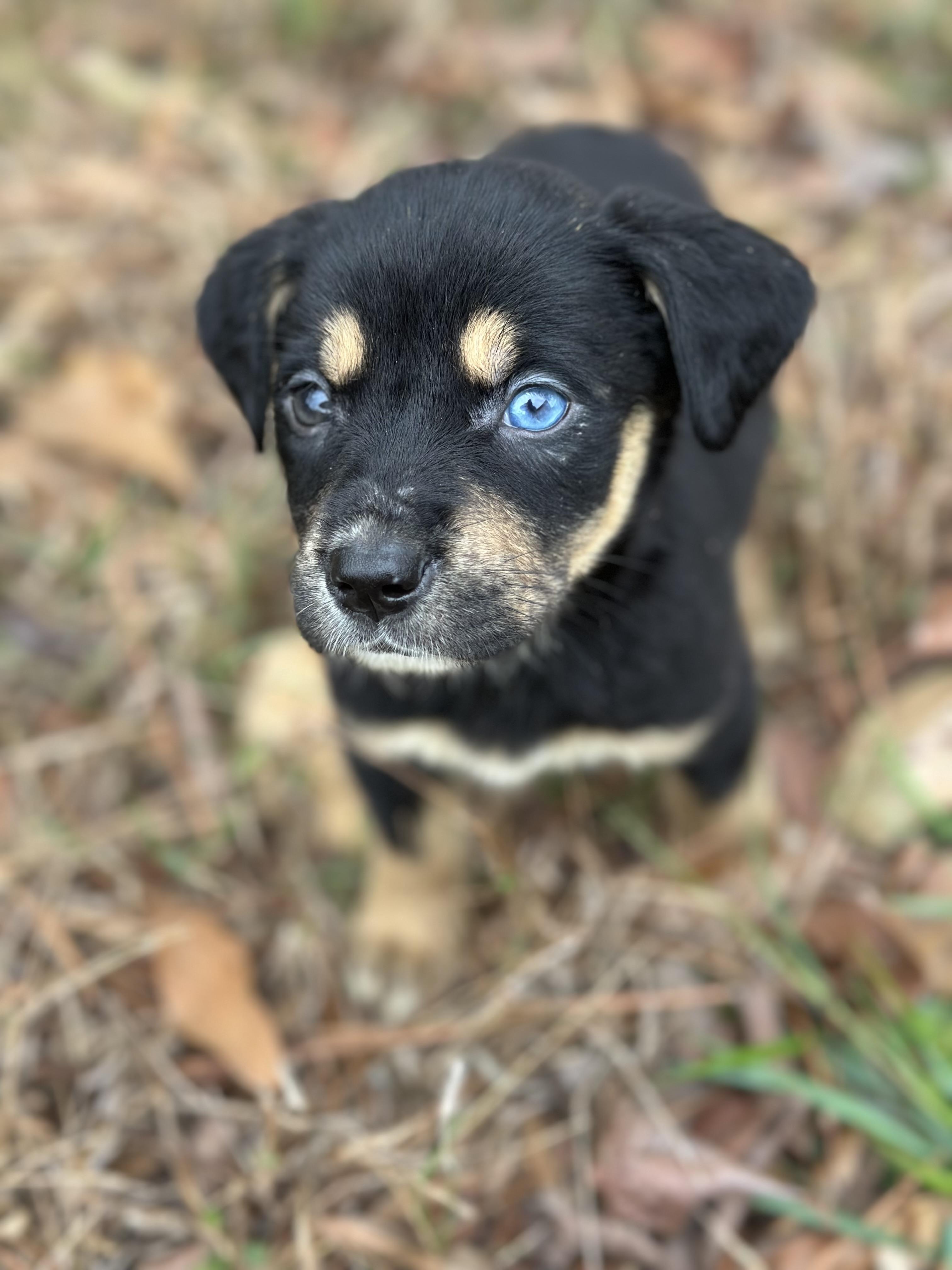 Enlarge Mina, a ADOPTABLE mixed breed in Billings, MT image 3/5