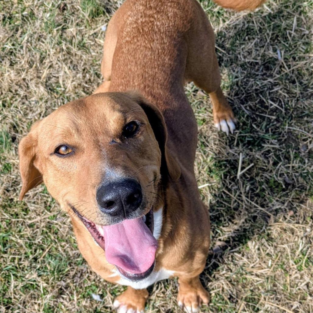 Jerry, Adoptable, Adult Male Mixed Breed.