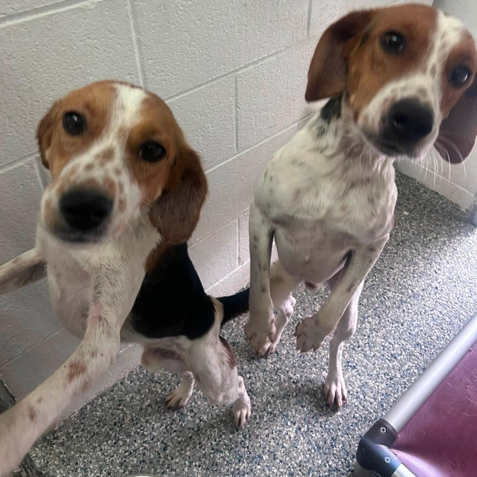 Aladdin, a ADOPTABLE mixed breed in Cumberland , VA image 3/3