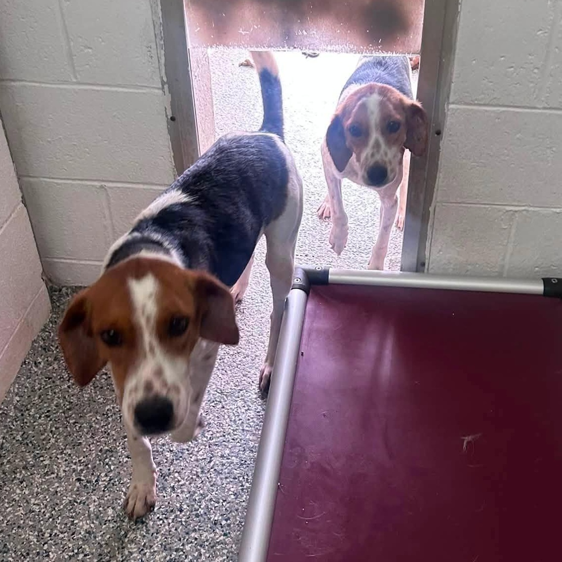 Aladdin, a ADOPTABLE mixed breed in Cumberland , VA image 2/3