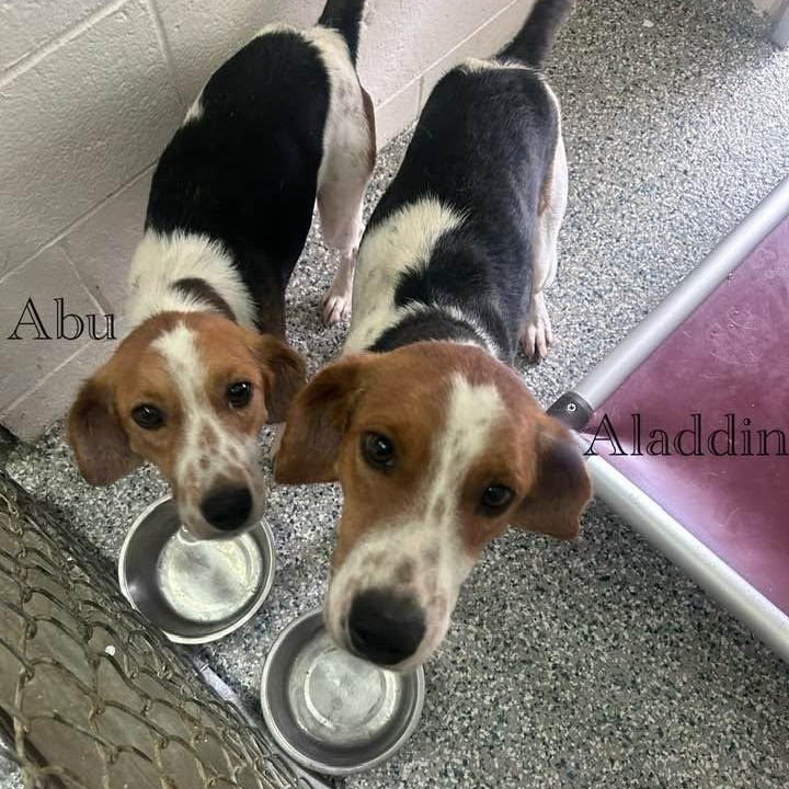 Aladdin, ADOPTABLE, Young Male American Foxhound.