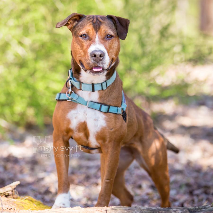 Enlarge Patricia, a ADOPTABLE Pit Bull Terrier in Reisterstown, MD image 2/3