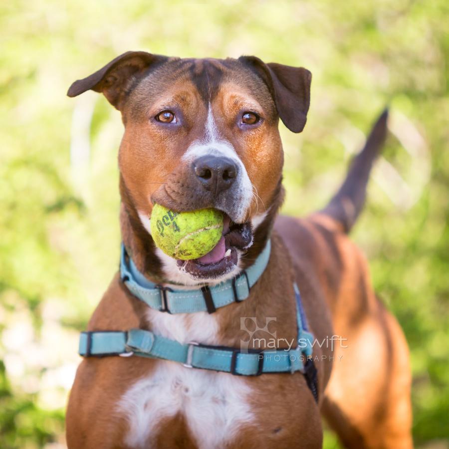 Patricia, ADOPTABLE, Adult Female Pit Bull Terrier.