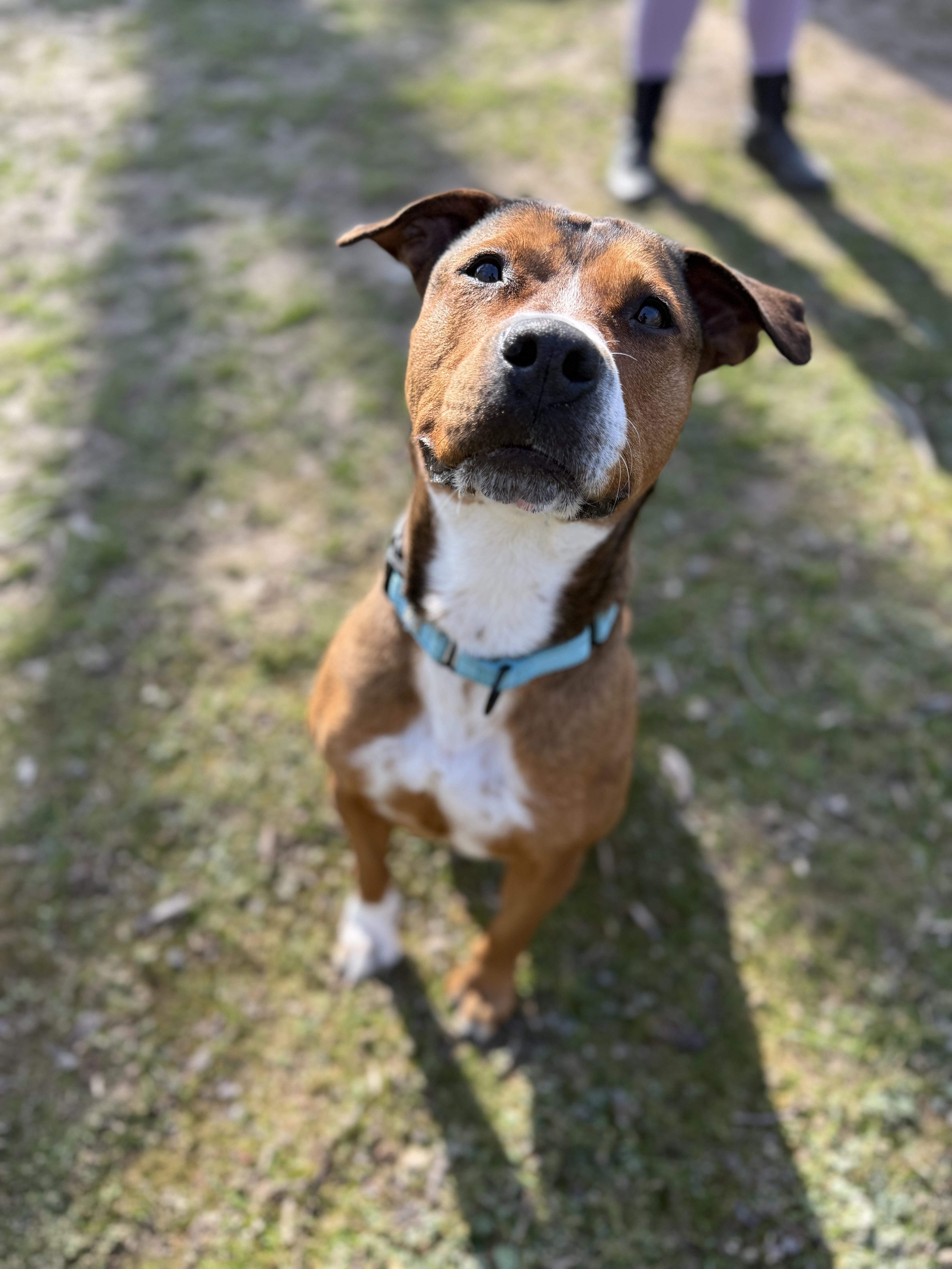 Enlarge Patricia, a ADOPTABLE Pit Bull Terrier in Reisterstown, MD image 3/3
