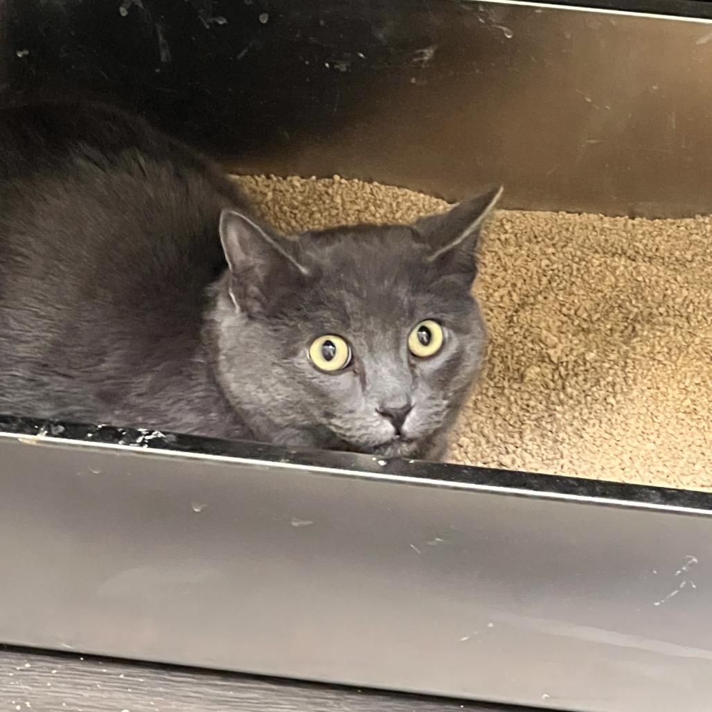 Enlarge Noodles, a Adoptable Domestic Short Hair in Las Vegas, NV image 1/1