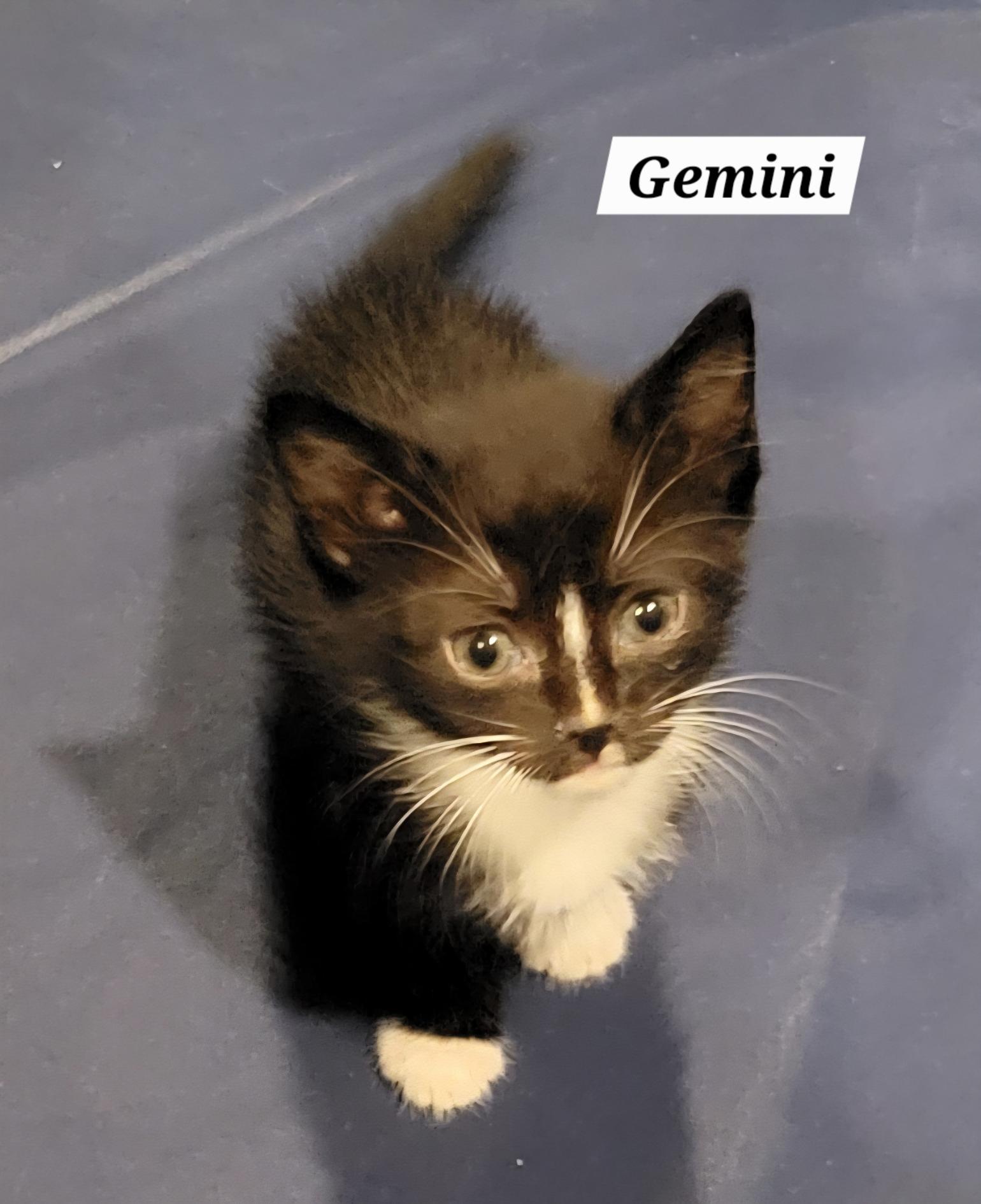 Gemini - Zodiac Litter, a Adoptable Domestic Short Hair in Green Brook, NJ image 2/2