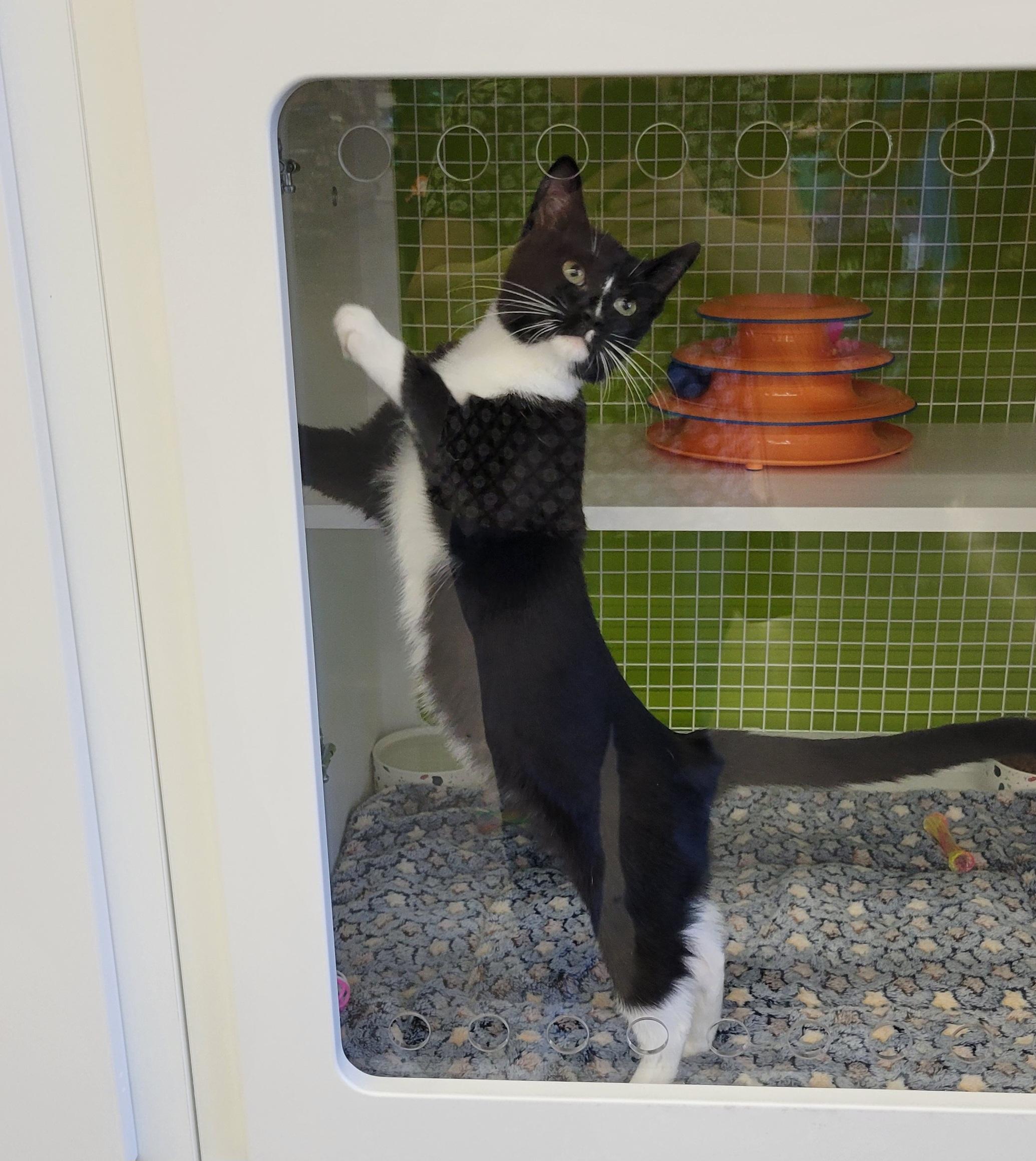 Gemini - Zodiac Litter, a Adoptable Domestic Short Hair in Green Brook, NJ image 1/2